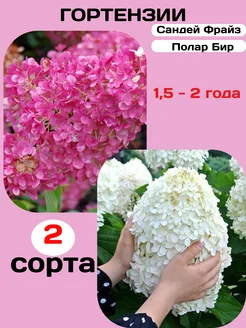 гортензия саженцы Полар Бир+Сандей Фрайз Азбука семян 333795882 купить за 1 087 ₽ в интернет‑магазине Wildberries